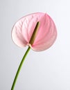 Beautiful pink anthurium flower on white background. Tropical plant Royalty Free Stock Photo