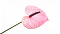 Beautiful pink anthurium flower on white background. Tropical plant Royalty Free Stock Photo