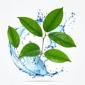 Fresh green leaves and splashing water in air on white background Royalty Free Stock Photo