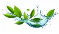 Fresh green leaves and splashing water in air on white background Royalty Free Stock Photo