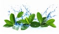 Fresh green leaves and splashing water in air on white background Royalty Free Stock Photo