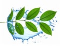 Fresh green leaves and splashing water in air on white background Royalty Free Stock Photo