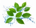 Fresh green leaves and splashing water in air on white background Royalty Free Stock Photo