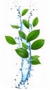 Fresh green leaves and splashing water in air on white background Royalty Free Stock Photo
