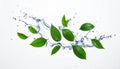 Fresh green leaves and splashing water in air on white background Royalty Free Stock Photo