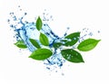 Fresh green leaves and splashing water in air on white background Royalty Free Stock Photo