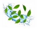 Fresh green leaves and splashing water in air on white background Royalty Free Stock Photo