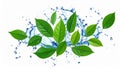 Fresh green leaves and splashing water in air on white background Royalty Free Stock Photo