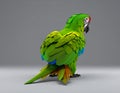 Low poly 3D image of green macaw (ara militaris) seen from behind Royalty Free Stock Photo