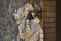 Rustic metal bell mounted on natural stone wall of countryside Tuscany house exterior Royalty Free Stock Photo