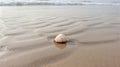 Seashell on Sandy Beach Coastal Serenity, Tropical Vacation, Nature\'s Beauty Royalty Free Stock Photo