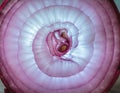 Abstract background pattern of sliced red onion rings. Royalty Free Stock Photo
