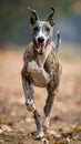 Muscly drooling greyhound, blue and gold, running, showing teeth, dog Royalty Free Stock Photo
