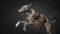 Muscly drooling greyhound, blue and gold, running, showing teeth, dog Royalty Free Stock Photo