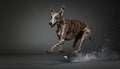 Muscly drooling greyhound, blue and gold, running, showing teeth, dog Royalty Free Stock Photo