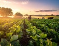 A lush, green agricultural field extends into the distance under a warm, golden sunset Royalty Free Stock Photo