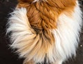 A fluffy dog\'s tail and hindquarters, displaying a mix of white, orange, and black fur Royalty Free Stock Photo