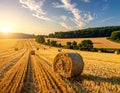 Beautiful view of agricultural field with hay bales Royalty Free Stock Photo