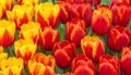 Close-up of Vibrant Red and Yellow Tulips Royalty Free Stock Photo