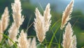 Close-Up Of Pampas Grass Plumes In Soft Focus Royalty Free Stock Photo