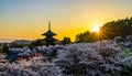 Golden Sunset Over Cherry Blossoms and Pagoda Royalty Free Stock Photo
