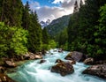 Rapid flowing river with light blue water, framed by lush green pine trees (Pinus spp.) and dense forest Royalty Free Stock Photo