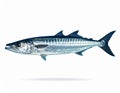 Great barracuda (Sphyraena barracuda) depicted in sharp profile against a white background Royalty Free Stock Photo