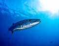 A large barracuda (Sphyraena barracuda) swims in clear blue ocean water Royalty Free Stock Photo