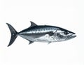 A single bluefin tuna (*Thunnus thynnus*) is depicted on a white background Royalty Free Stock Photo
