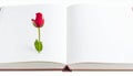 An open book with a single red rose (Rosa species) lying on one of its pages Royalty Free Stock Photo