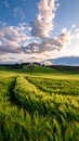 Rolling green fields with rows of lush crops extend under a dramatic sky filled with fluffy clouds Royalty Free Stock Photo