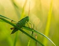A vibrant green grasshopper (order Orthoptera) perches on a slender blade of grass Royalty Free Stock Photo