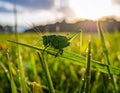 A close-up of a grasshopper perched on a blade of grass in a sunlit field. The grasshopper Royalty Free Stock Photo