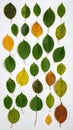 A neatly arranged collection of leaves displaying a variety of colors ranging from green to yellow and brown Royalty Free Stock Photo