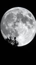 A high-contrast black and white image features a detailed full moon dominating the night sky Royalty Free Stock Photo