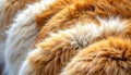 animal fur texture background with soft flowing strands, warm natural tones, and rich detail Royalty Free Stock Photo