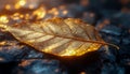 Golden Leaf on Wet Stone Surface with Warm Bokeh Light in a Magical Autumn Mood Royalty Free Stock Photo