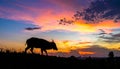 A Hog Deer walks on the grassland at dusk, with a dramatic sunset sky in the background. Al generated Royalty Free Stock Photo