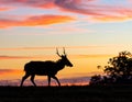 A Hog Deer walks on the grassland at dusk, with a dramatic sunset sky in the background Royalty Free Stock Photo