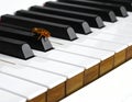 A cockroach is perched on the black key of a piano Royalty Free Stock Photo