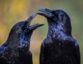 Two common ravens (Corvus corax) are depicted in close interaction Royalty Free Stock Photo