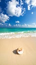 Sandy beach with a prominent conch shell (Strombidae family) in the foreground Royalty Free Stock Photo