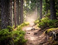 Sunlit forest path lined with tall pine trees (Pinus spp.) and dense green shrubs Royalty Free Stock Photo