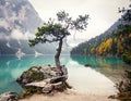 A serene lake scene with a lone tree growing from a rocky outcrop, set against a backdrop of misty mountains Royalty Free Stock Photo