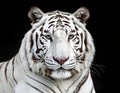 White tiger (Panthera tigris tigris) in close-up on a black background Royalty Free Stock Photo