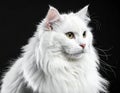 Fluffy white cat with long fur and striking green eyes, against a dark background Royalty Free Stock Photo