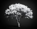 A solitary tree with a smooth, curving trunk stands against a dark background Royalty Free Stock Photo