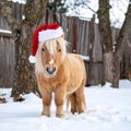 Outdoor photo of wide angle picture of a beige coloured cute little shetland pony Royalty Free Stock Photo