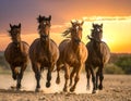 Sunset photo of 4 horses galloping Royalty Free Stock Photo