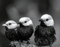 Three Silver-beaked Tanagers (Ramphocelus carbo) perch closely on a branch Royalty Free Stock Photo